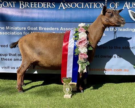 mdgr.cr/idjoin|miniature goat breeders association.
